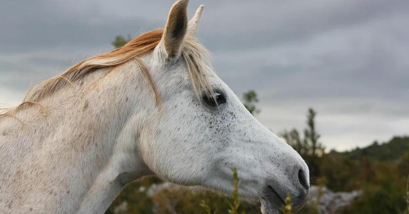 Où trouver une selle de cheval dans Minecraft ?