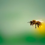 Comprendre l’écosystème : fonctionnement et enjeux de notre environnement