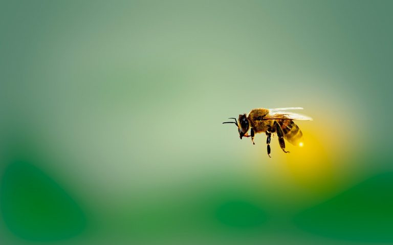 Comprendre l’écosystème : fonctionnement et enjeux de notre environnement