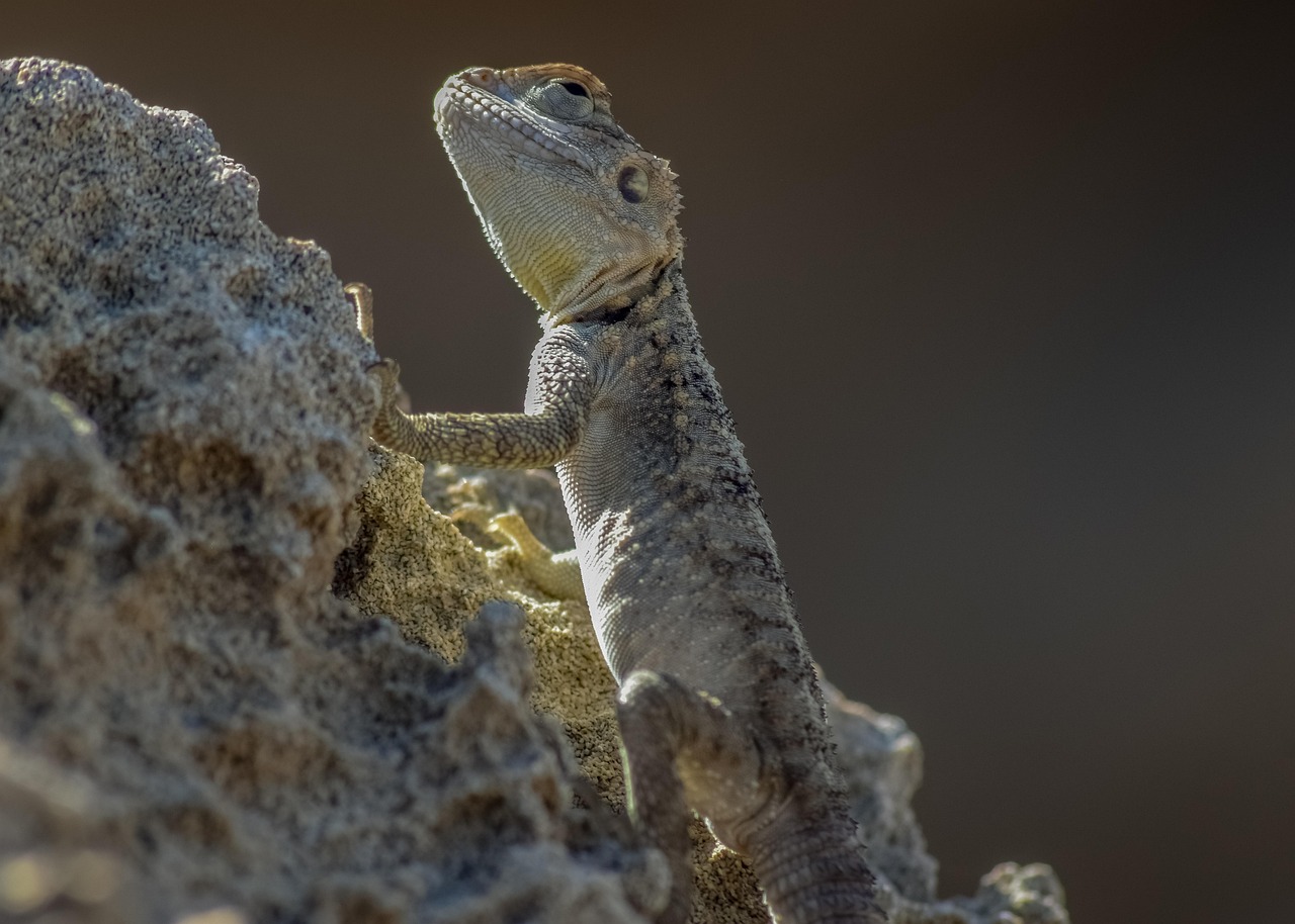 découvrez comment l'adaptation est essentielle pour s'épanouir face aux changements de notre environnement. explorez les stratégies clés pour améliorer votre flexibilité et votre résilience dans divers aspects de la vie.